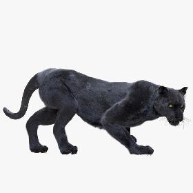 Panther Fur (Rigged) 3D model